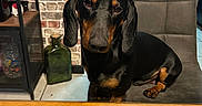 Zig Zag participe au concours pour gagner de l'argent avec cette photo : animal, birthday_hat, black, brick_wall, brown, celebration, chair, cute, dachshund, dog, domestic_animal, fur, household, indoor, kitchen, looking, party_hat, pet, sitting, table