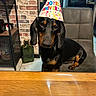 animal, birthday_hat, black, brick_wall, brown, celebration, chair, cute, dachshund, dog, domestic_animal, fur, household, indoor, kitchen, looking, party_hat, pet, sitting, table