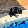 Zig Zag a rejoint le concours — aidez-le/la à gagner de superbes lots ! animal, black, brown, concrete, dachshund, dog, edge, laying_down, outdoor, pattern, pet, pool, relaxing, shadow, small_dog, summer, sunbathing, sunlight, tile, water