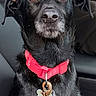 alert, animal, black_dog, canine, car_interior, closeup, collar, companionship, cute, dog, domestic_animal, ears, fur, leash, pet, portrait, red_collar, seat, sitting, whiskers