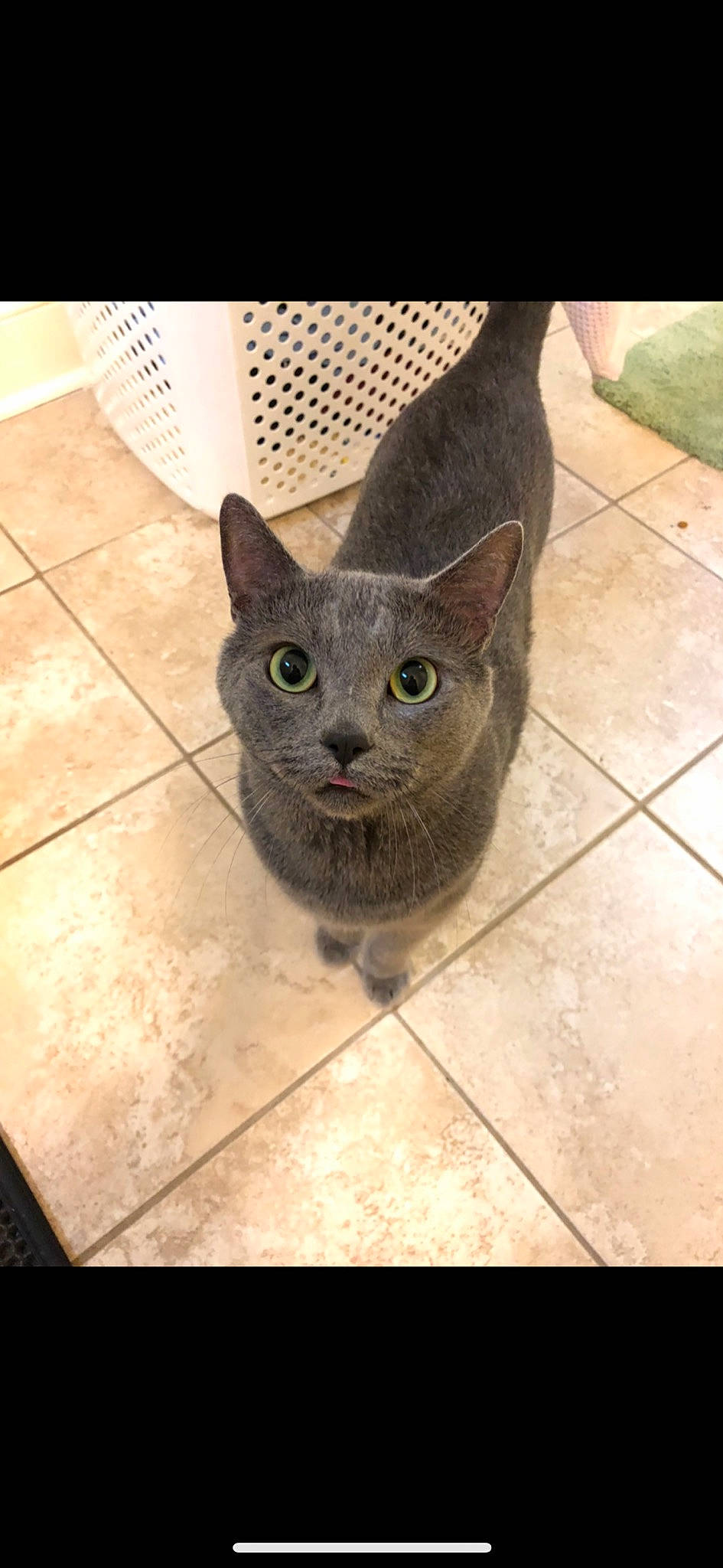 Toby joined the competition — help win amazing prizes! asian, british_shorthair, carnivore, cat, chartreux, domestic_short_haired_cat, european_shorthair, felidae, german_rex, korat, mammal, russian_blue, small_to_medium_sized_cats, snout, tile, vertebrate, whiskers