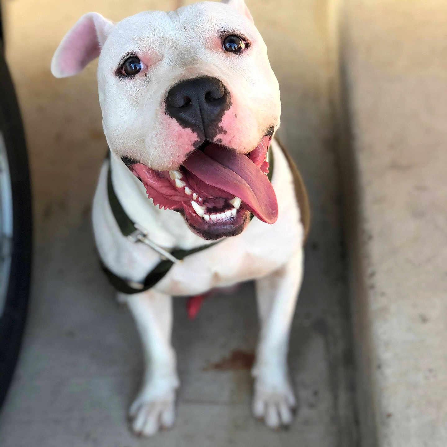 Ghost is registered to the contest to win money with this photo: dog, white_dog, tongue_out, happy, pet, animal, canine, sitting, concrete_floor, harness, close_up, outdoor, smiling, friendly, ears, nose, paw, looking_up, domestic_animal, cute