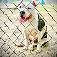 Ghost is registered to the contest to win money with this photo: dog, chain_link_fence, outdoor, sand, pet, animal, missing_dog, happy, tongue_out, smiling, yard, cage, white_dog, black_spots, fence, social_media_post, notification_icons, text_overlay, alert, canine