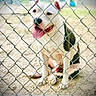 dog, chain_link_fence, outdoor, sand, pet, animal, missing_dog, happy, tongue_out, smiling, yard, cage, white_dog, black_spots, fence, social_media_post, notification_icons, text_overlay, alert, canine