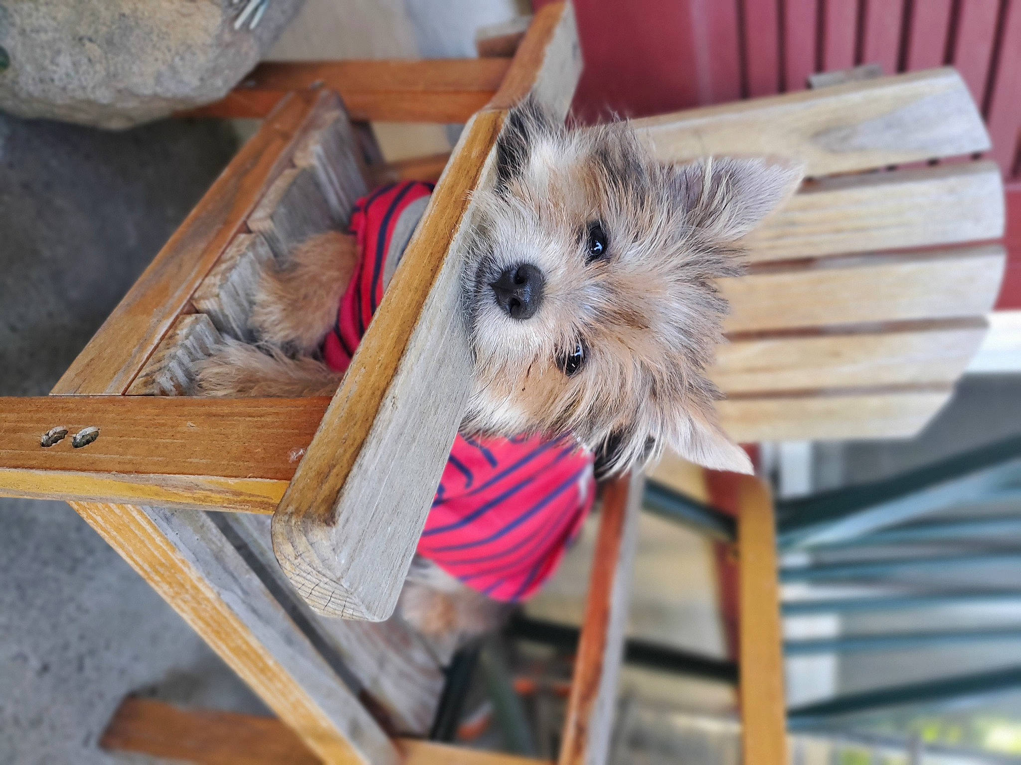 Han is registered to the contest to win money with this photo: canidae, carnivore, companion_dog, fawn, fur, hardwood, plank, small_terrier, tableware, whiskers, wood, wood_stain