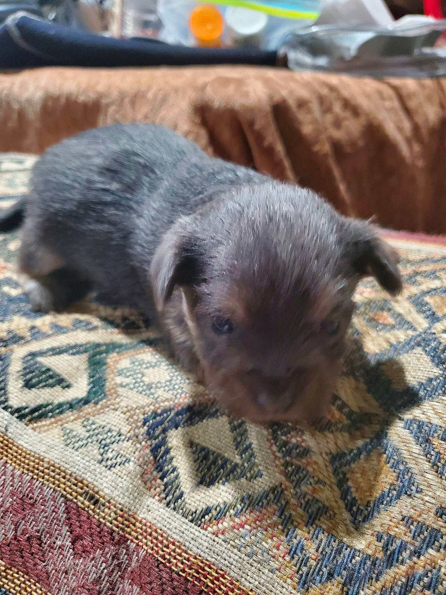 Han is registered to the contest to win money with this photo: canidae, carnivore, comfort, companion_dog, dog, dog_breed, fawn, flooring, fur, paw, puppy, sporting_group, tail, terrestrial_animal, toy_dog, whiskers, working_animal