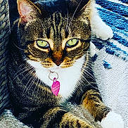 Morgan joined the competition — help win amazing prizes! animal, blue, cat, closeup, collar, cute, domestic, feline, fur, green_eyes, indoor, paws, pet, resting, rug, tabby, tag, texture, whiskers, white