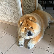 Miki a rejoint le concours — aidez-le/la à gagner de superbes lots ! dog, chow_chow, fluffy, indoor, tile_floor, resting, pet, animal, cozy, home, furniture, wall, brown, white, paws, cute, mammal, companion, relaxed, fur