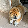 dog, chow_chow, fluffy, indoor, tile_floor, resting, pet, animal, cozy, home, furniture, wall, brown, white, paws, cute, mammal, companion, relaxed, fur