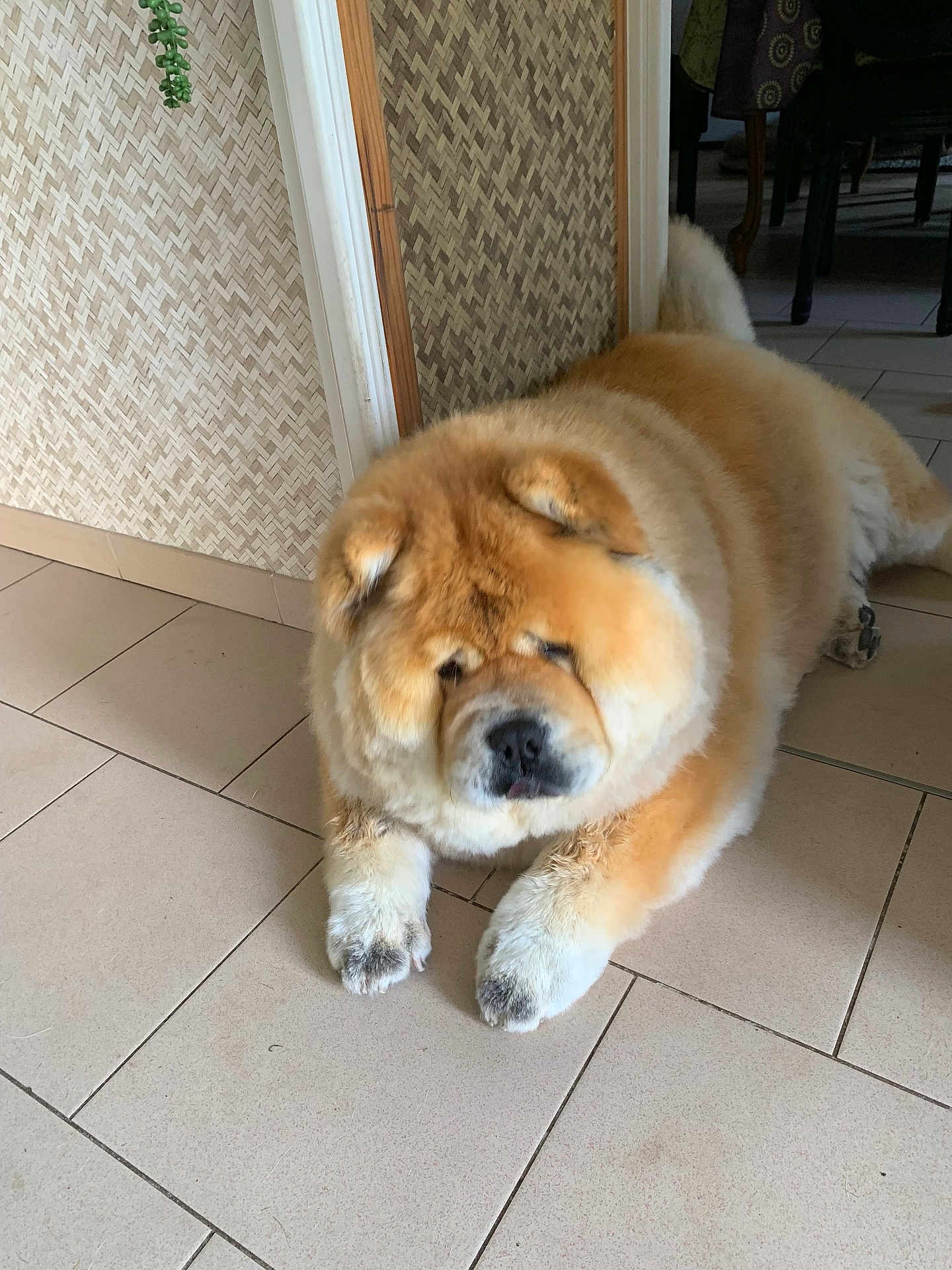 Miki a rejoint le concours — aidez-le/la à gagner de superbes lots ! dog, chow_chow, fluffy, indoor, tile_floor, resting, pet, animal, cozy, home, furniture, wall, brown, white, paws, cute, mammal, companion, relaxed, fur