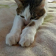Sally participe au concours pour gagner de l'argent avec cette photo : animal, bed, blanket, cat, closeup, cute, domestic_animal, ears, feline, fur, indoor, nose, pet, relaxed, sleepy, soft_texture, stretching, tabby, whiskers, white_paws