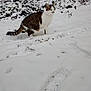 Sally participe au concours pour gagner de l'argent avec cette photo : animal, bushes, cat, cold, curious, daylight, footprint, fur, mammal, nature, outdoor, paw_prints, quiet, small_animal, snow, snowy_ground, tabby_cat, walking, white_cat, winter