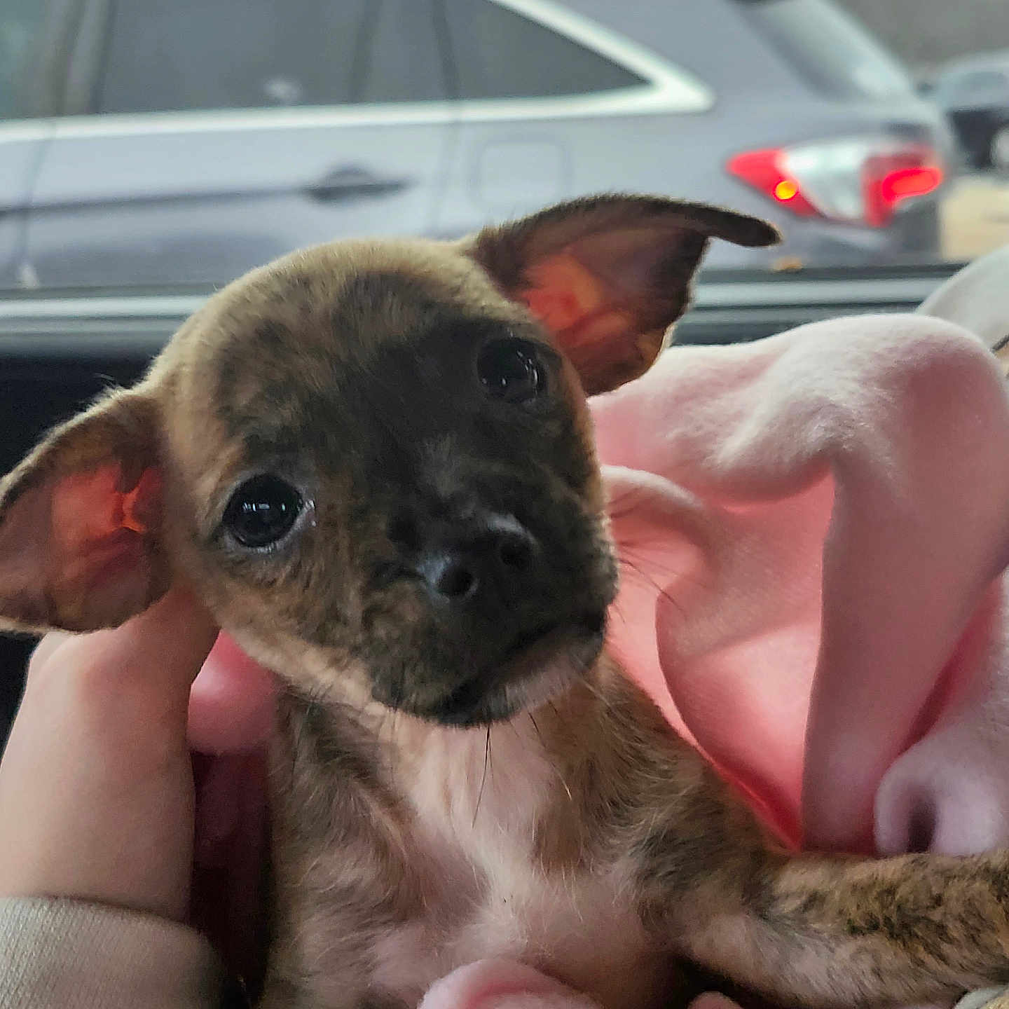 Millie is registered to the contest to win money with this photo: animal, blanket, brindle, car_interior, close_up, cozy, cute, dog, ears, fur, hand, indoor, pet, pink_blanket, portrait, puppy, snout, soft_light, window, young_dog