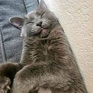 Booger is registered to the contest to win money with this photo: cat, gray_cat, sleeping, tongue_out, fluffy, pet, indoor, cushion, cozy, relaxed, fur, cute, animal, mammal, whiskers, ears, resting, closeup, domestic_cat, nap