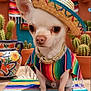 animal, blanket, bright_colors, cactus, chihuahua, colorful_clothing, cute, decor, dog, fiesta, hat, mexican_style, outdoor, pet, poncho, portrait, pottery, sitting, small_dog, sombrero