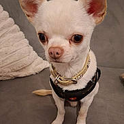 Uzzy participe au concours pour gagner de l'argent avec cette photo : dog, chihuahua, small_dog, white_dog, pet, collar, harness, ears, couch, pillow, indoor, animal, cute, pet_accessory, fur, sitting, looking, domestic_animal, companion, canine