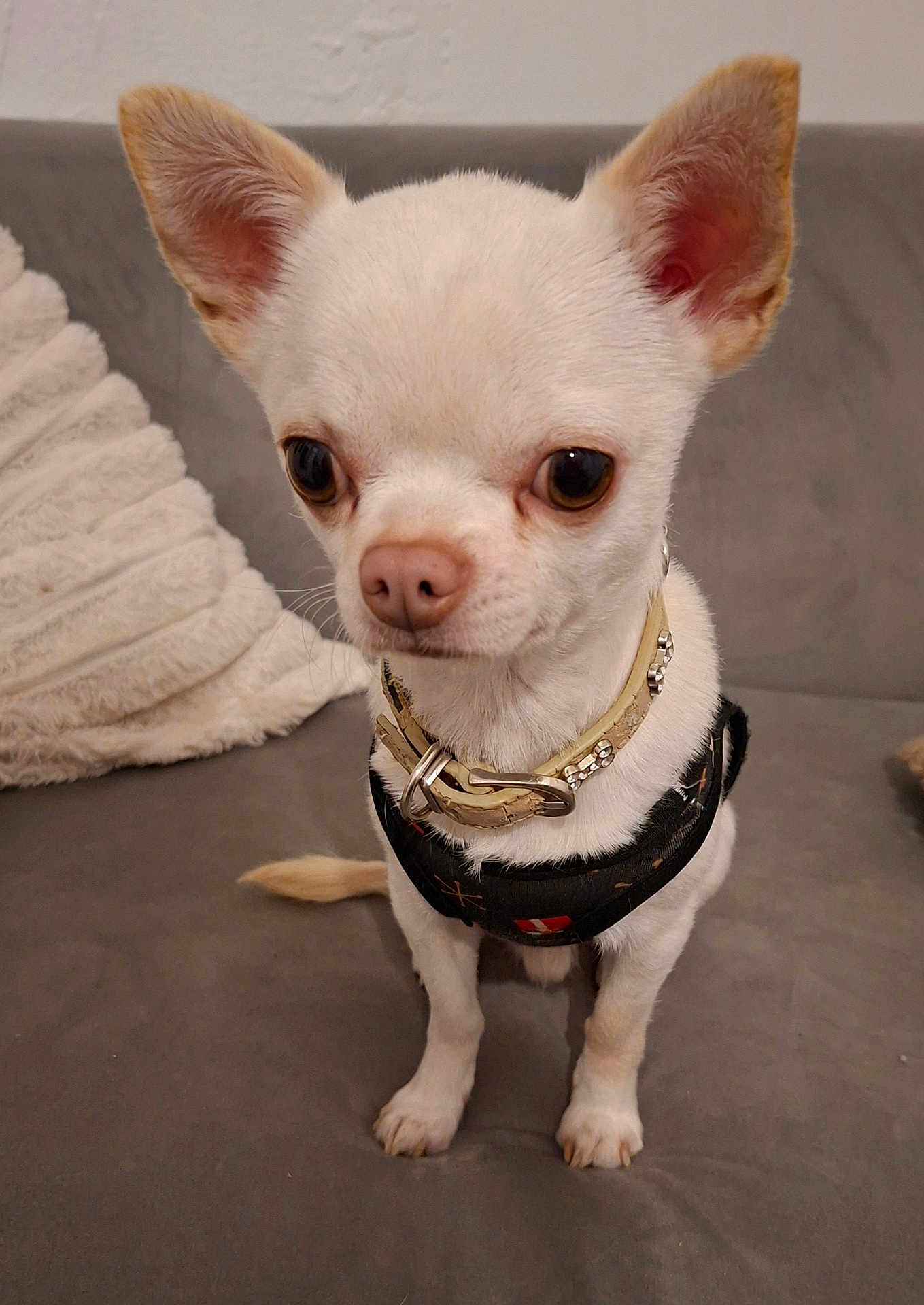 Uzzy participe au concours pour gagner de l'argent avec cette photo : dog, chihuahua, small_dog, white_dog, pet, collar, harness, ears, couch, pillow, indoor, animal, cute, pet_accessory, fur, sitting, looking, domestic_animal, companion, canine