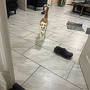 Leo is registered to the contest to win money with this photo: cat, orange_cat, white_cat, indoor, tile_floor, slipper, furniture, chair, cat_tree, door, home, pet, walking, curious, floor, living_room, object_in_mouth, domestic_cat, playful, animal