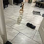 cat, orange_cat, white_cat, indoor, tile_floor, slipper, furniture, chair, cat_tree, door, home, pet, walking, curious, floor, living_room, object_in_mouth, domestic_cat, playful, animal