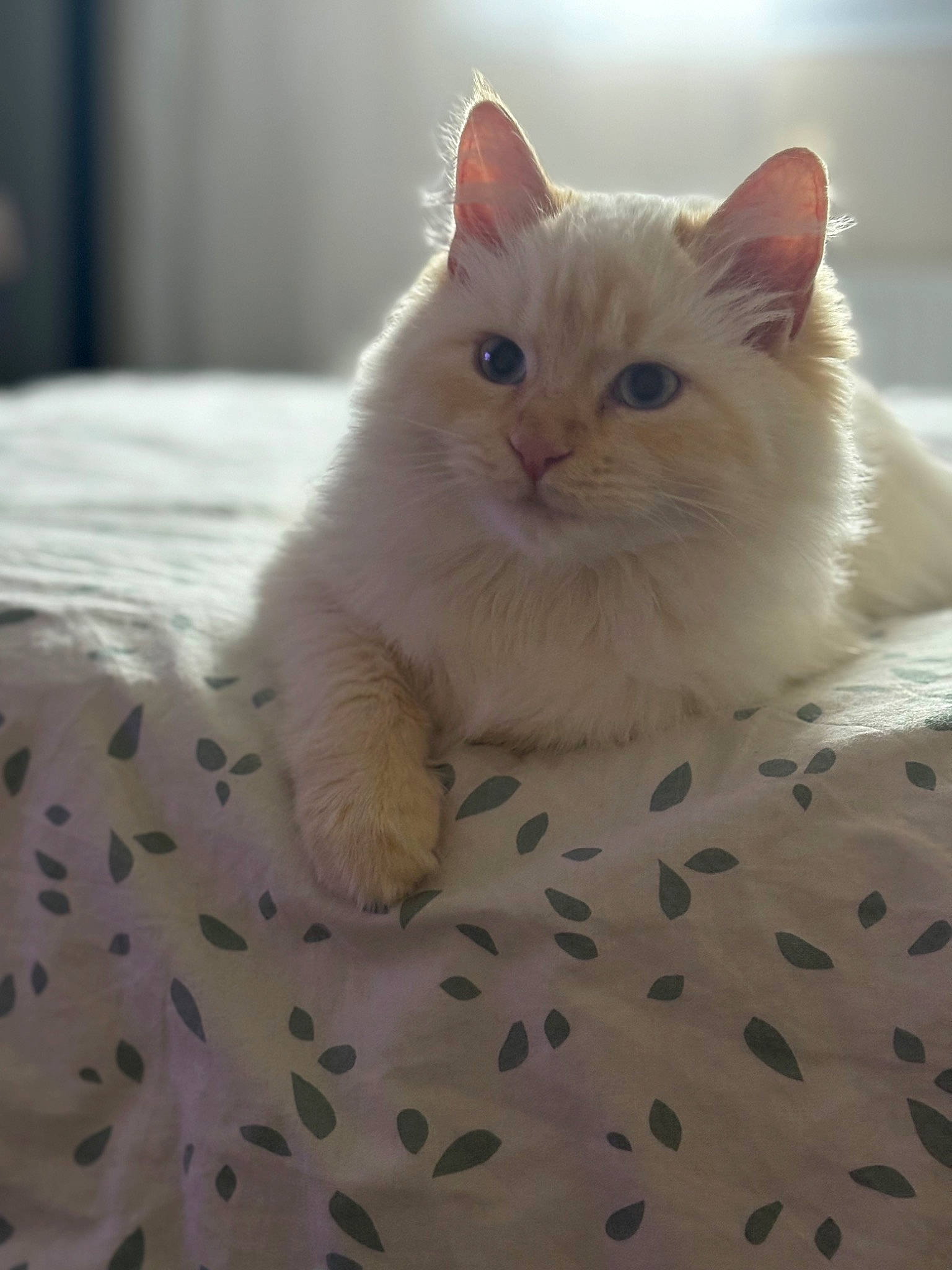 Ma Minette a rejoint le concours — aidez-le/la à gagner de superbes lots ! carnivore, cat, claw, comfort, fawn, felidae, fur, pattern, paw, small_to_medium_sized_cats, snout, tail, terrestrial_animal, whiskers