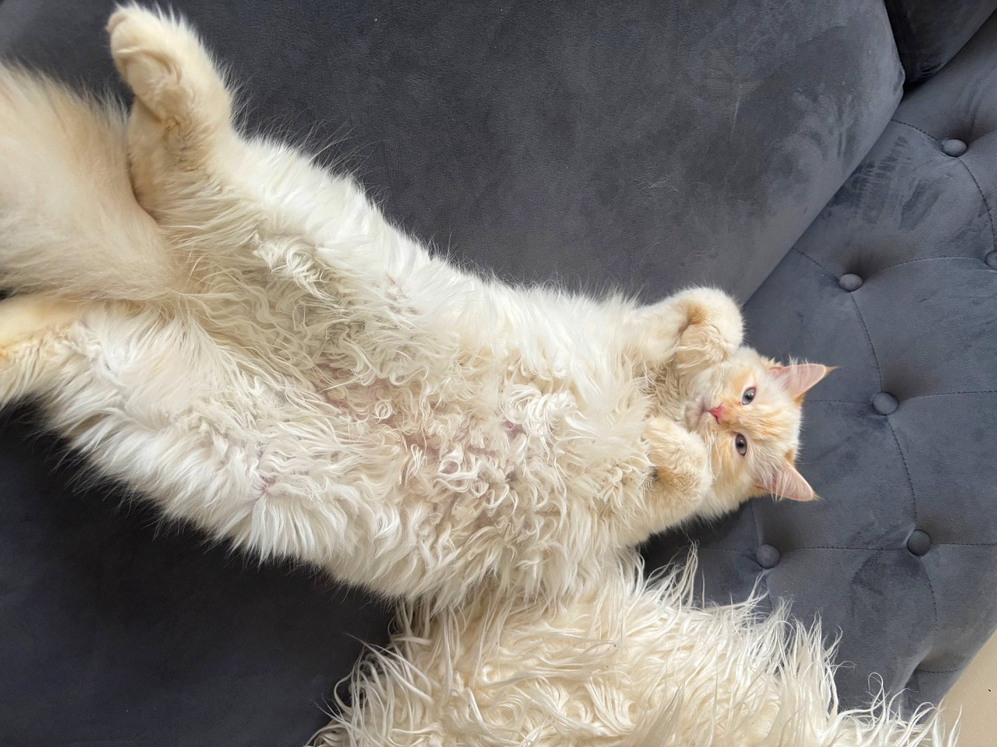 Ma Minette participe au concours pour gagner de l'argent avec cette photo : alpaca, canidae, carnivore, cat, claw, couch, dog_breed, fawn, felidae, fur, laperm, llama, paw, sheep, small_to_medium_sized_cats, snout, sporting_group, tail, terrestrial_animal, whiskers