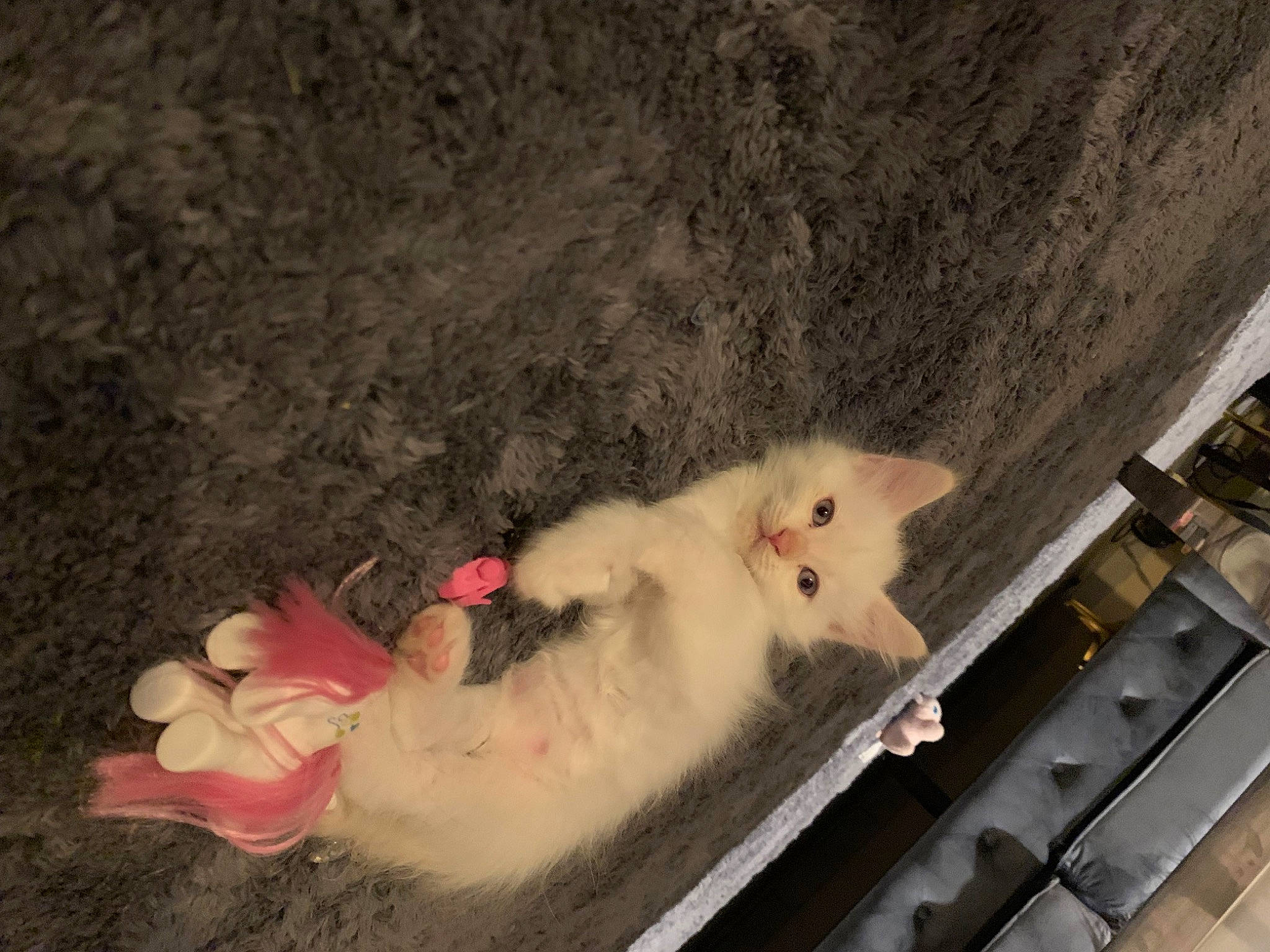 Ma Minette participe au concours pour gagner de l'argent avec cette photo : beak, chicken, claw, comb, fawn, felidae, fowl, fur, galliformes, livestock, muroidea, paw, poultry, rat, rodent, sheep, small_to_medium_sized_cats, tail, whiskers, wood