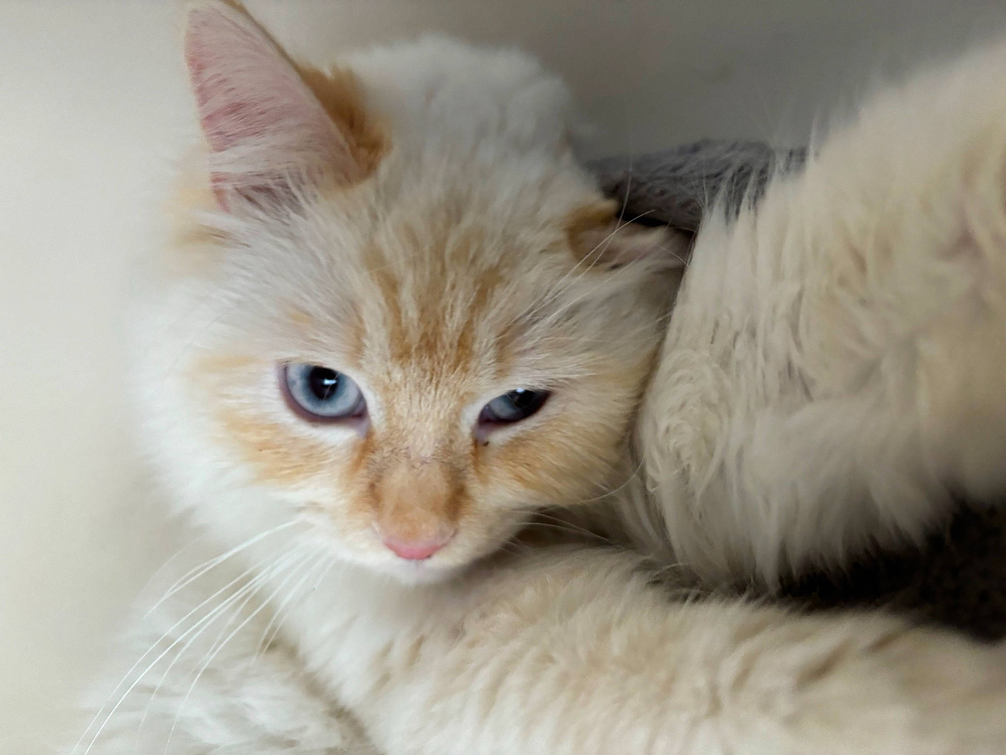 Ma Minette participe au concours pour gagner de l'argent avec cette photo : carnivore, cat, claw, comfort, domestic_short_haired_cat, fawn, felidae, fur, iris, paw, small_to_medium_sized_cats, snout, tail, whiskers