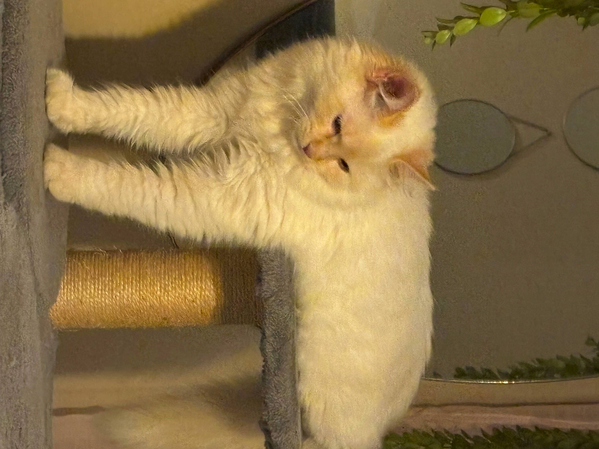 Ma Minette a rejoint le concours — aidez-le/la à gagner de superbes lots ! carnivore, cat, chair, claw, comfort, domestic_short_haired_cat, eye, fawn, felidae, foot, fur, paw, plant, small_to_medium_sized_cats, snout, tail, terrestrial_animal, whiskers, window, wood