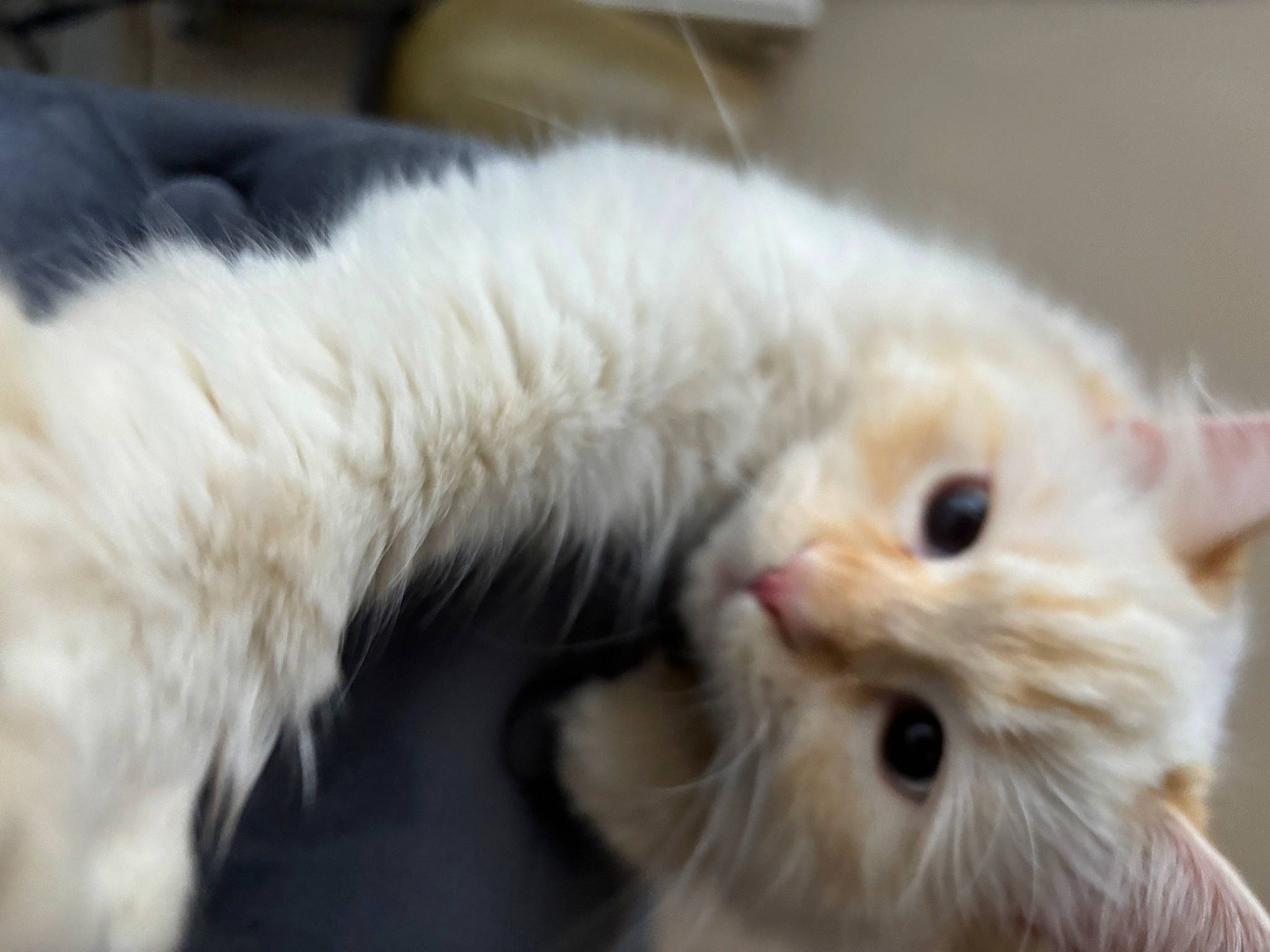 Minette participe au concours pour gagner de l'argent avec cette photo : carnivore, cat, claw, close_up, comfort, fawn, felidae, fur, paw, small_to_medium_sized_cats, snout, tail, terrestrial_animal, whiskers