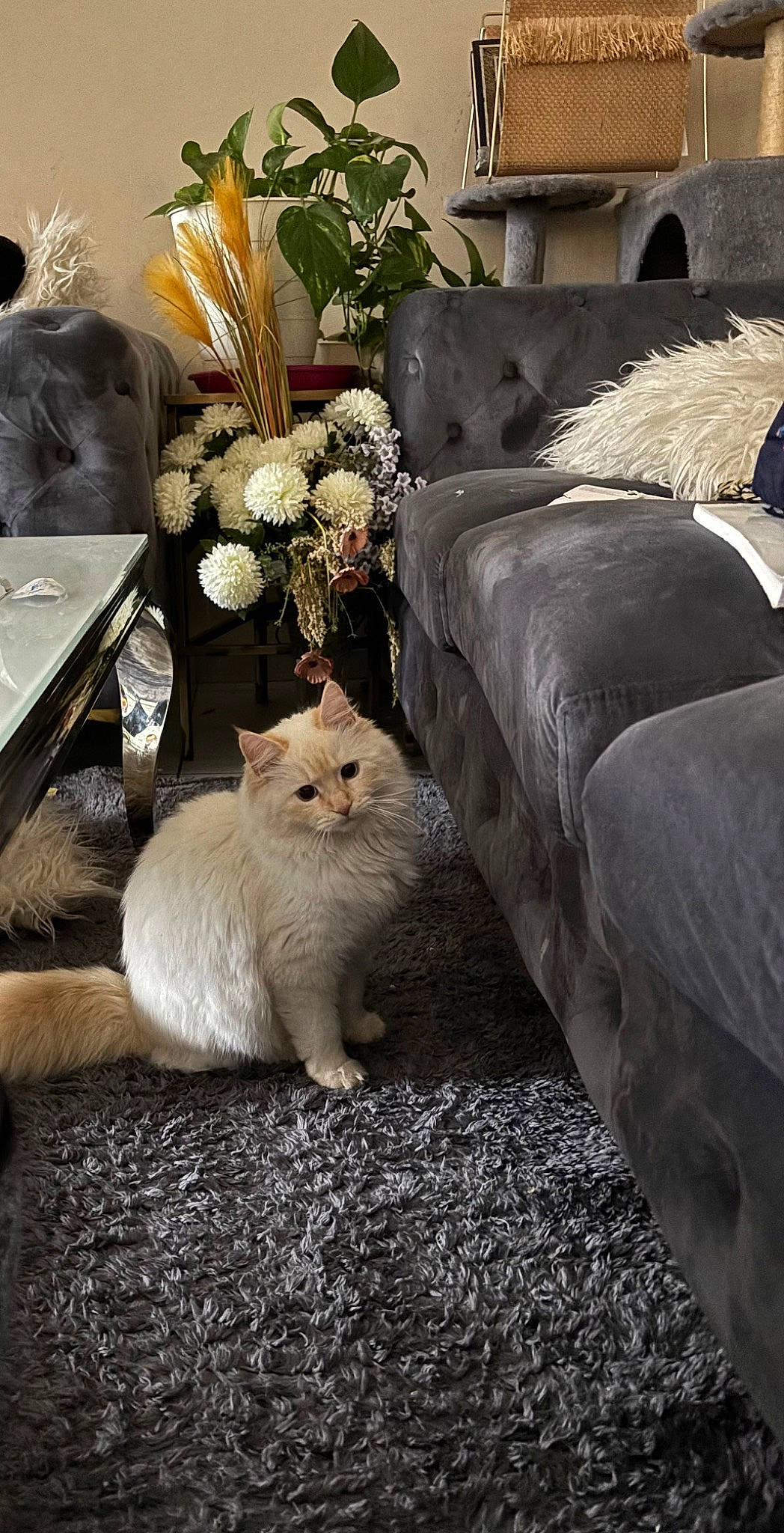 Minette a rejoint le concours — aidez-le/la à gagner de superbes lots ! carnivore, cat, comfort, couch, fawn, felidae, flooring, flower, flowerpot, fur, grey, linens, plant, small_to_medium_sized_cats, table, tail, textile, vase, whiskers, wood