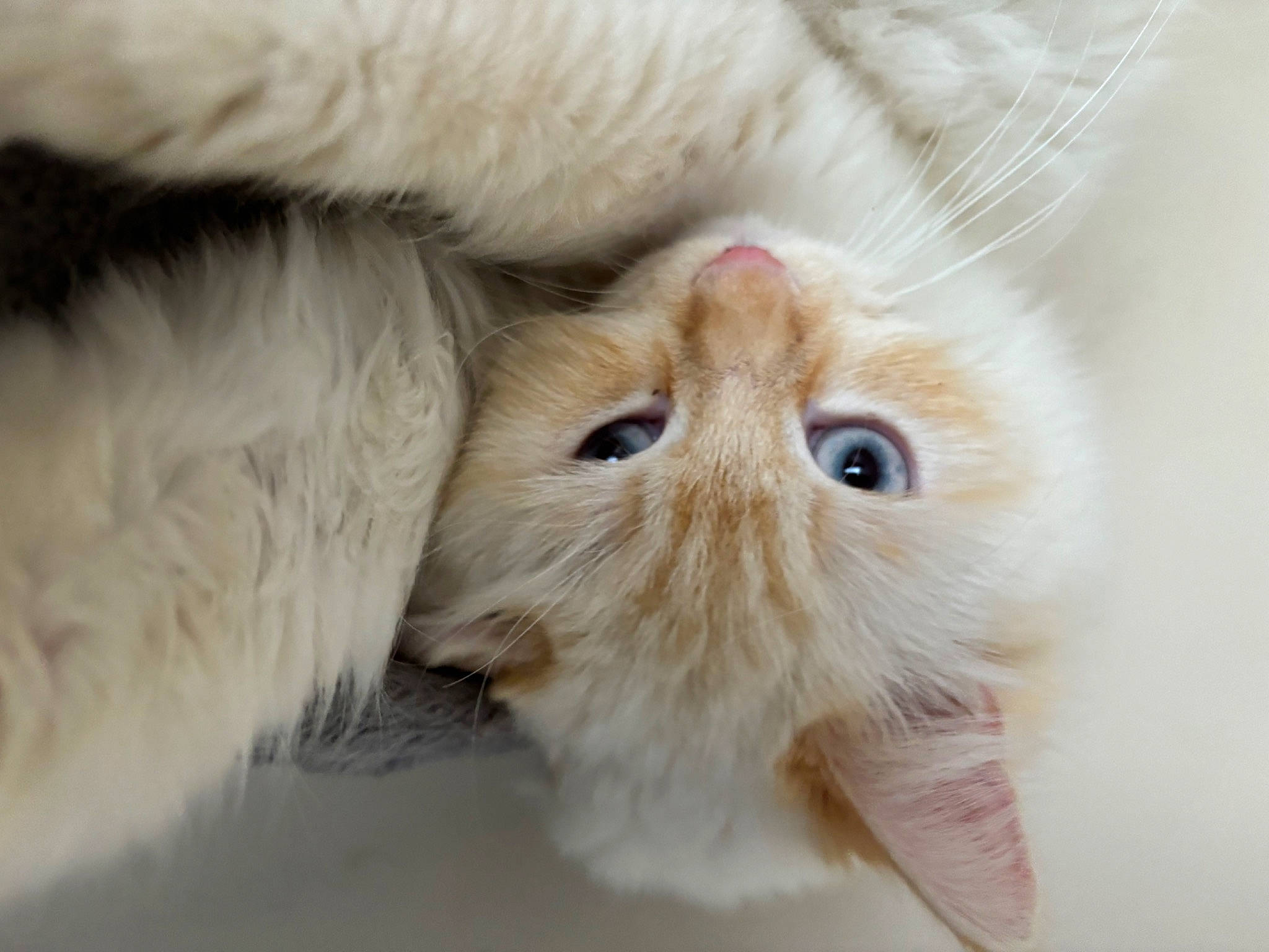 Minette participe au concours pour gagner de l'argent avec cette photo : carnivore, cat, claw, close_up, comfort, fawn, felidae, fur, paw, small_to_medium_sized_cats, tail, terrestrial_animal, whiskers