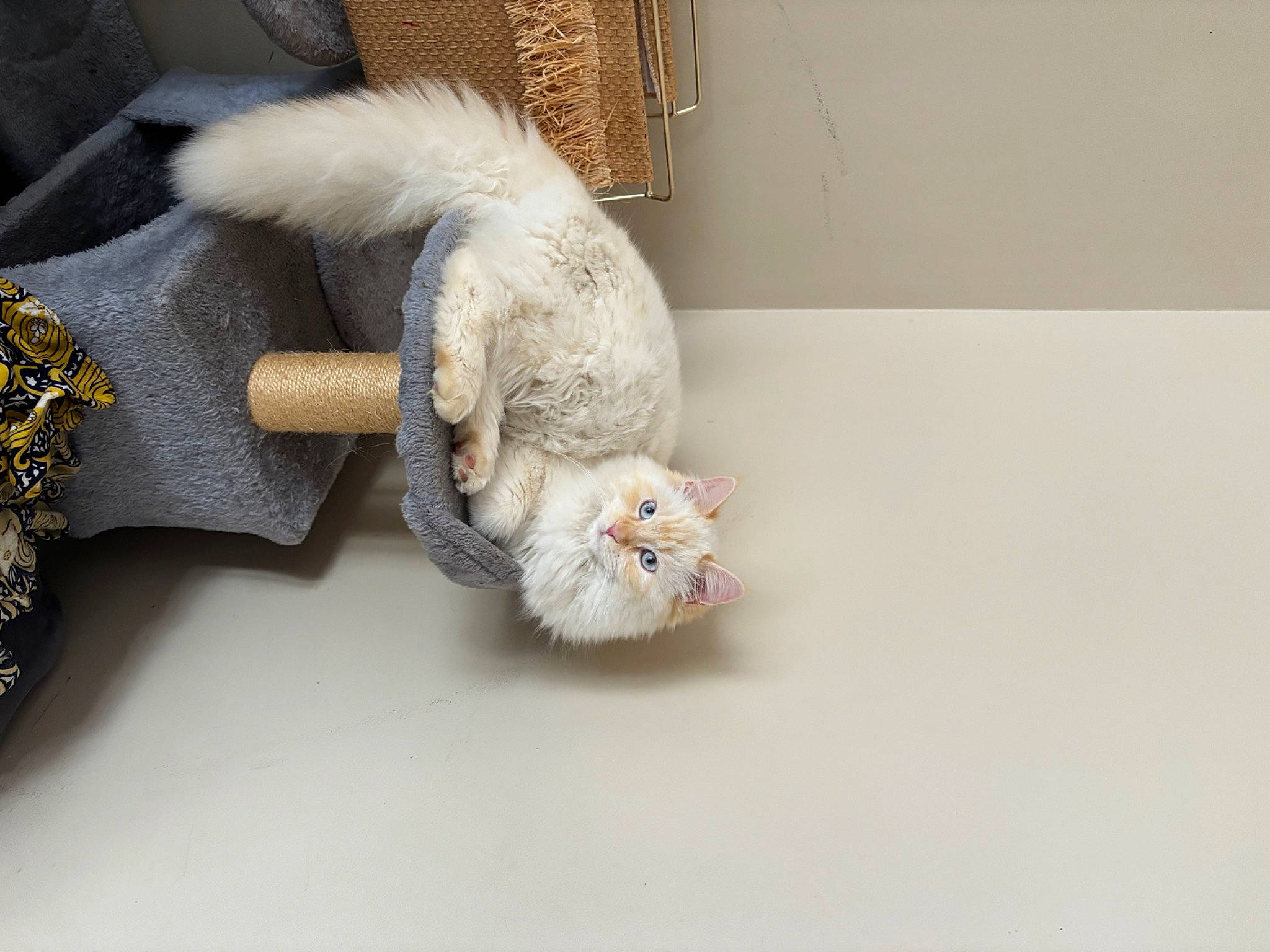 Minette participe au concours pour gagner de l'argent avec cette photo : art, cat, cat_toy, claw, comfort_food, domestic_short_haired_cat, felidae, flooring, fur, paw, room, small_to_medium_sized_cats, stuffed_toy, tail, thread, toy, whiskers, wood, wool, woolen