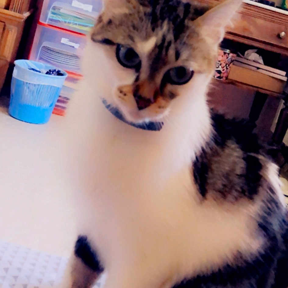Frimousse