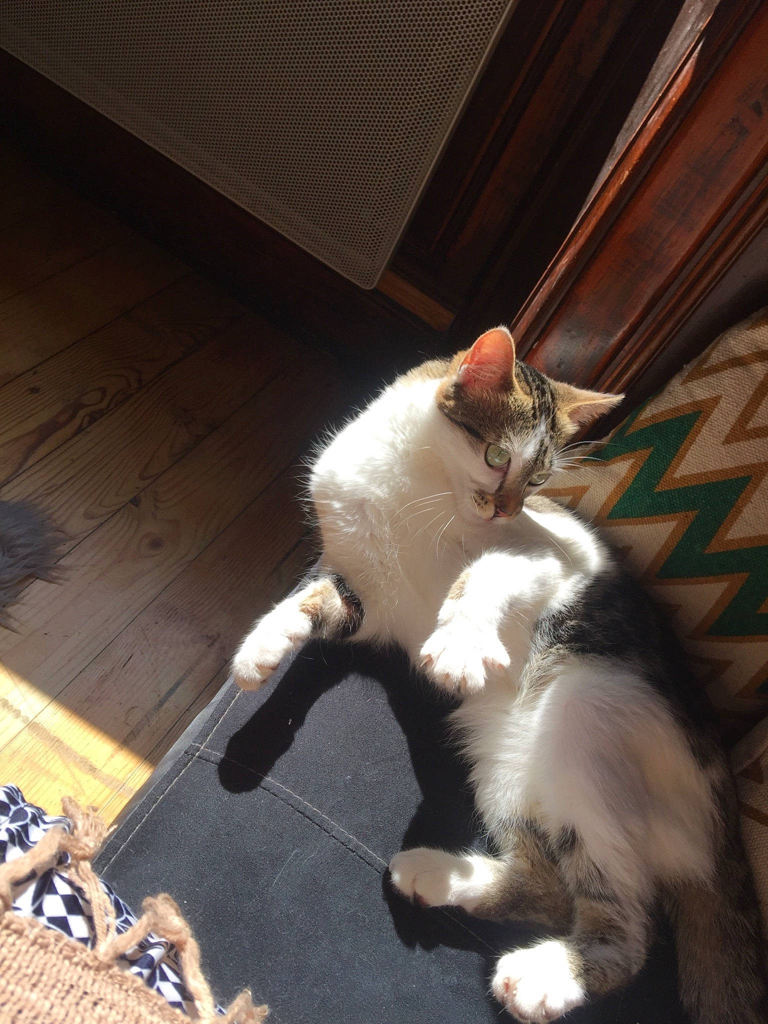 Frimousse participe au concours pour gagner de l'argent avec cette photo : carnivore, cat, claw, felidae, fur, kitten, paw, polydactyl_cat, small_to_medium_sized_cats, tail, whiskers