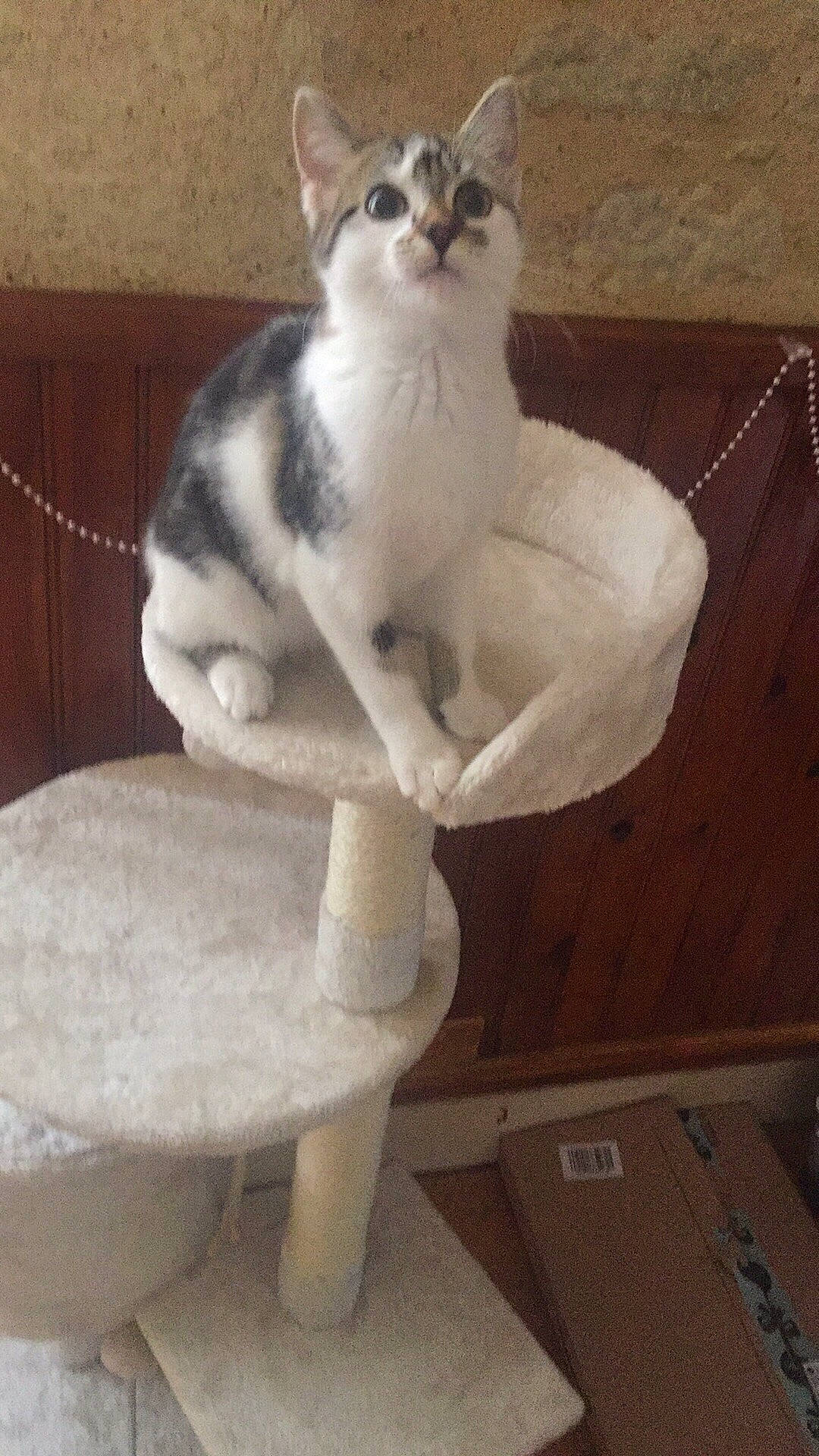 Frimousse a rejoint le concours — aidez-le/la à gagner de superbes lots ! carnivore, cat, cat_furniture, cat_supply, domestic_short_haired_cat, fawn, felidae, foot, fur, sitting, small_to_medium_sized_cats, snout, tail, terrestrial_animal, toe, vertebrate, whiskers