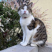 Flocon participe au concours pour gagner de l'argent avec cette photo : alert, animal, bush, cat, cement_block, daylight, ears, foliage, garden, green_leaves, leafy, nature, outdoor, pet, pink_leaves, sitting, tabby, wall, whiskers, white_fur