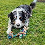 Duchesse participe au concours pour gagner de l'argent avec cette photo : dog, grass, toy, playful, outdoor, garden, animal, pet, colorful, rope_toy, heterochromia, black_and_white, brown, fur, ears, tail, nature, greenery, closeup, canine