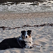 Duchesse a rejoint le concours — aidez-le/la à gagner de superbes lots ! dog, beach, sand, seaweed, water, boat, harness, animal, outdoor, pet, lying_down, heterochromia, calm, nature, coast, shore, relaxing, sunset_lighting, canine, curious