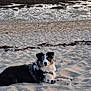 dog, beach, sand, seaweed, water, boat, harness, animal, outdoor, pet, lying_down, heterochromia, calm, nature, coast, shore, relaxing, sunset_lighting, canine, curious