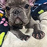 french_bulldog, puppy, dog, close_up, pet, animal, cute, ears, paws, blanket, fur, indoor, resting, curious, soft_texture, colorful, pattern, young, adorable, portrait