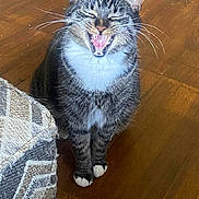Jinks is registered to the contest to win money with this photo: cat, tabby, pet, animal, feline, whiskers, paws, sitting, wooden_floor, indoor, mouth_open, teeth, tongue, close_up, fur, domestic_cat, home, texture, ottoman, expression