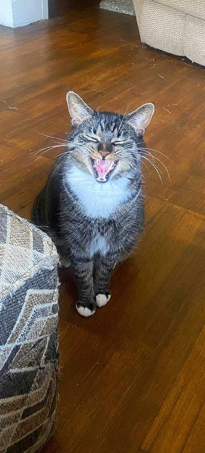 Jinks is registered to the contest to win money with this photo: cat, tabby, pet, animal, feline, whiskers, paws, sitting, wooden_floor, indoor, mouth_open, teeth, tongue, close_up, fur, domestic_cat, home, texture, ottoman, expression