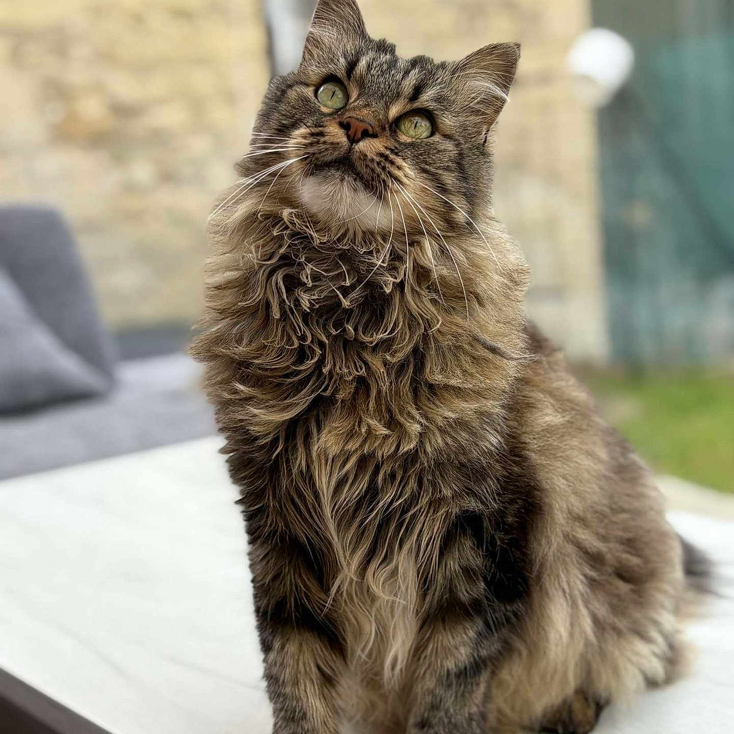 Nala participe au concours pour gagner de l'argent avec cette photo : animal, blurred_background, cat, closeup, curious, domestic_animal, feline, fluffy, fur, green_eyes, nature, outdoor, paws, pet, portrait, relaxed, sitting, tabby_cat, table, whiskers