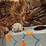 Nala a rejoint le concours — aidez-le/la à gagner de superbes lots ! blue, box, cat, closeup, cute, fish_pattern, fluffy, foil_ball, fur, green_eyes, indoor, mammal, orange, pet, relaxed, sleepy, tabby, toy, whiskers, white_surface