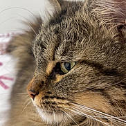 Nala participe au concours pour gagner de l'argent avec cette photo : animal, cat, close_up, cute, domestic_cat, feline, fluffy, fur, green_eyes, indoor, mammal, pet, portrait, profile, relaxed, resting, sleepy, soft_light, tabby, whiskers