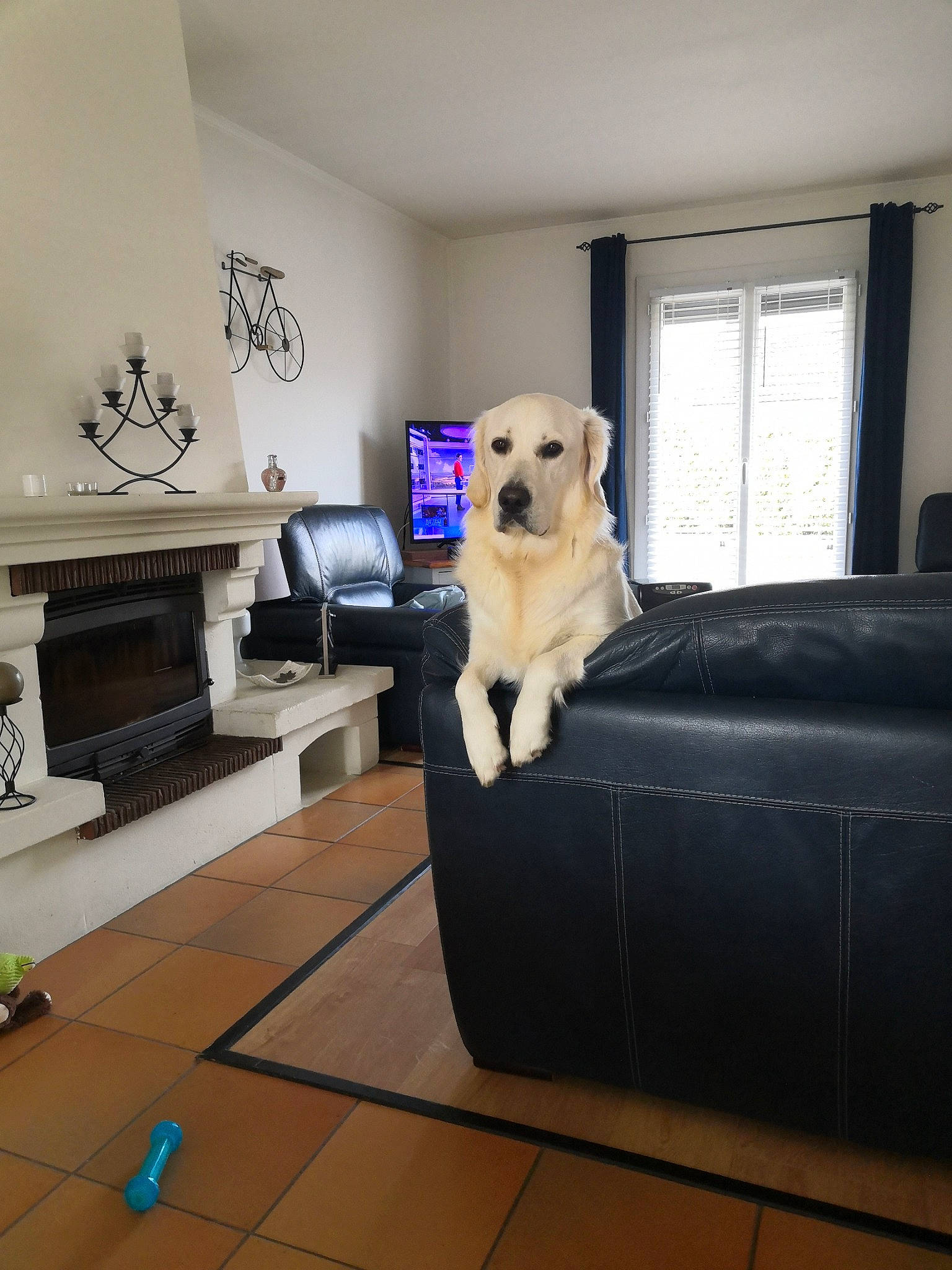 Saya a rejoint le concours — aidez-le/la à gagner de superbes lots ! carnivore, comfort, companion_dog, couch, dog, dog_breed, fawn, floor, flooring, furniture, hardwood, interior_design, laminate_flooring, living_room, sofa_bed, studio_couch, table, window, wood, wood_flooring