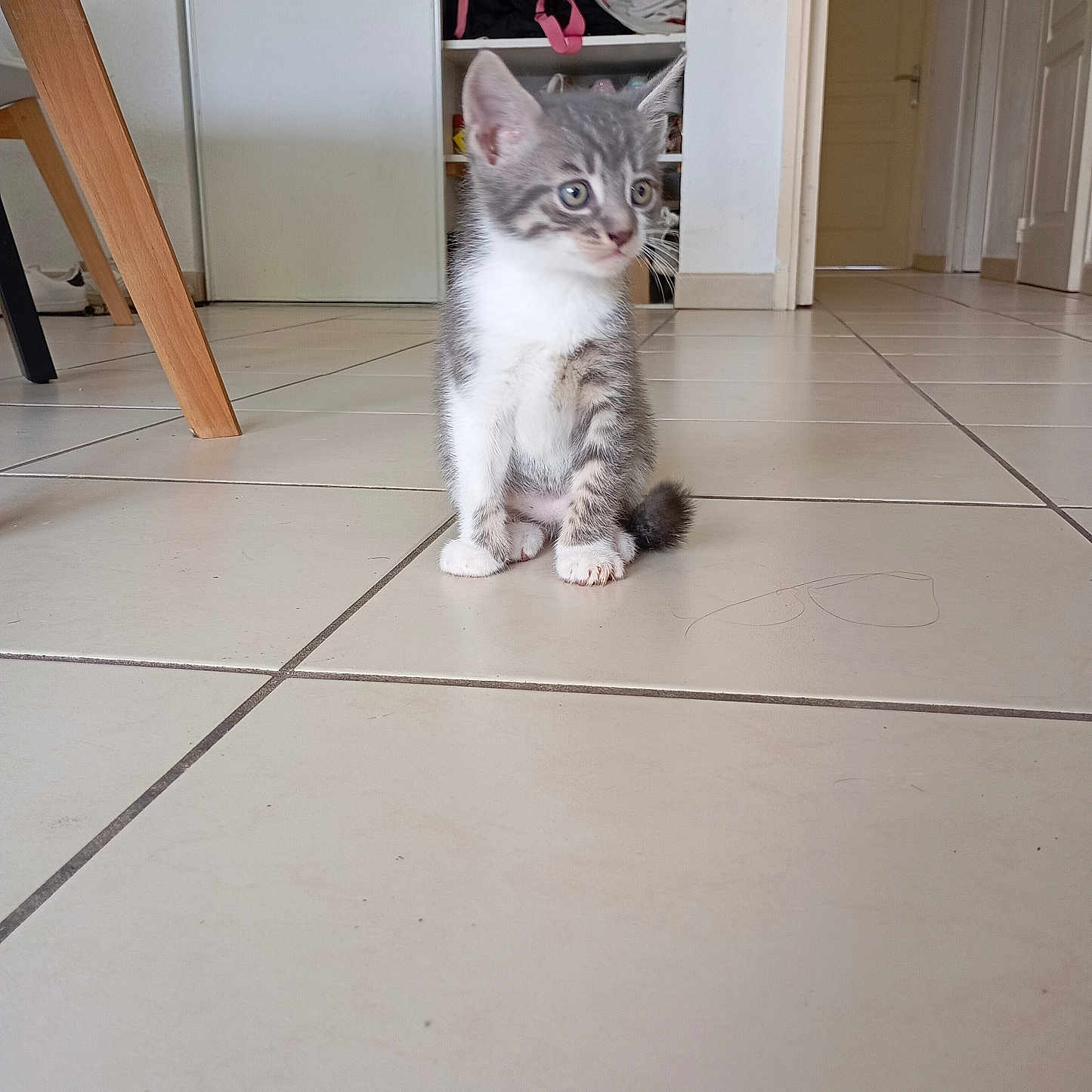 Mardi