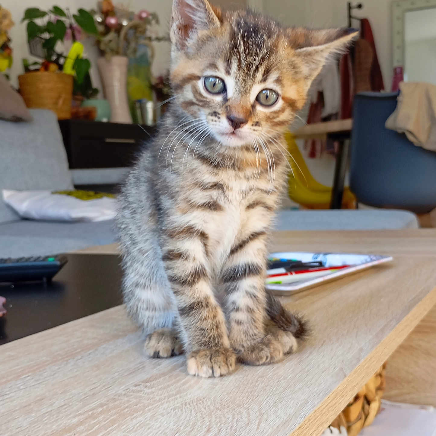Jeudi participe au concours pour gagner de l'argent avec cette photo : abyssinian, animal, architecture, building, cat, chair, desk, flower, furniture, hardwood, indoors, kitten, livingroom, person, pet, plant, plywood, room, table, wood