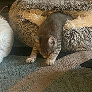 Timon is registered to the contest to win money with this photo: animal, carpet, cat, comfort, cozy, cute, feline, fluffy, fur, home, indoor, paws, pet_bed, relaxed, resting, sleepy, soft, stretching, tabby, warm_light
