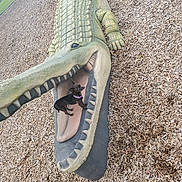 Willow joined the competition — help win amazing prizes! dog, crocodile_sculpture, park, wood_chips, outdoor, playful, animal, pet, small_dog, purple_collar, sculpture, mouth_open, teeth, reptile, daylight, nature, grass, funny, cute, animal_park